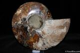Inch Cut and Polished Ammonite (Half) #367-1